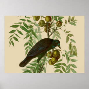 Audubon American Crow Black Bird Poster