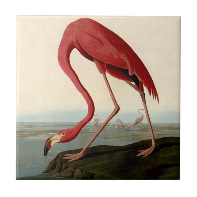 Audubon American Flamingo Ceramic Tile (Front)