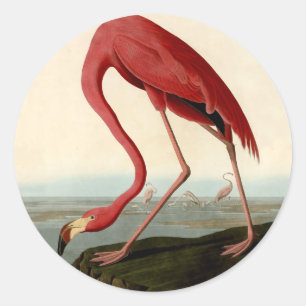 Audubon American Flamingo Classic Round Sticker