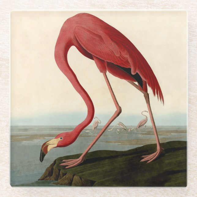 Audubon American Flamingo Glass Coaster (Front)