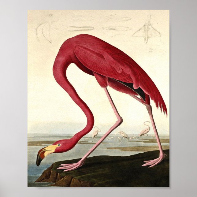 Audubon American Flamingo John James Audubon Poster (Front)