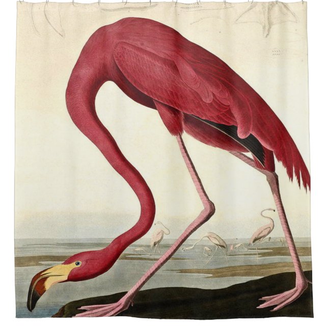 Audubon American Flamingo John James Audubon Shower Curtain (Front)