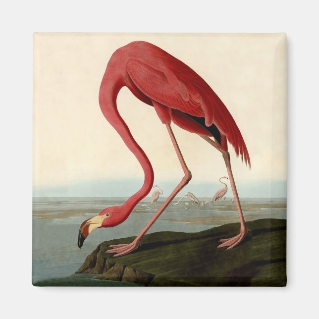 Audubon American Flamingo Magnet (Front)
