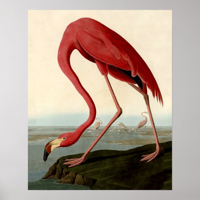 Audubon American Flamingo Poster (Front)