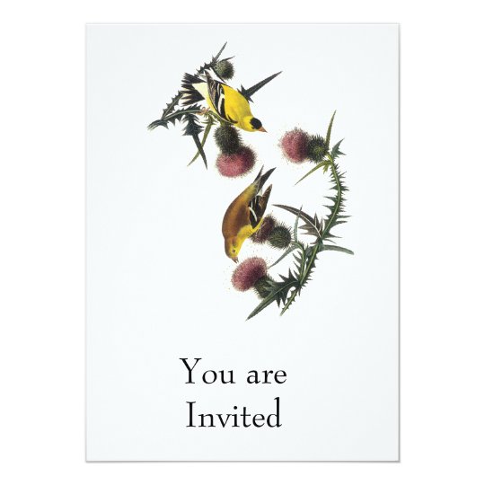 Audubon American Goldfinch Card
