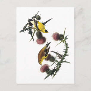 Audubon American Goldfinch Postcard