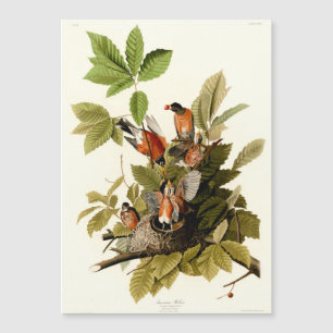 Audubon American Robin Wildlife Bird Illustration