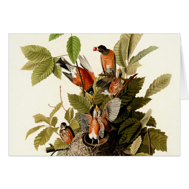 Audubon American Robin Wildlife Bird Illustration (Front Horizontal)