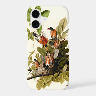 Audubon American Robin Wildlife Bird Illustration