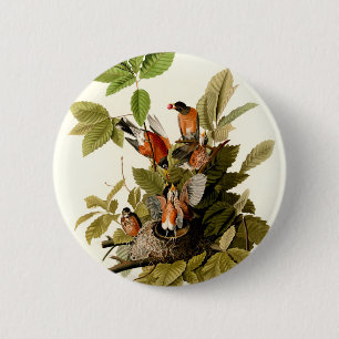 Audubon American Robin Wildlife Bird Illustration 6 Cm Round Badge