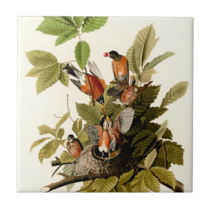 Audubon American Robin Wildlife Bird Illustration Ceramic Tile