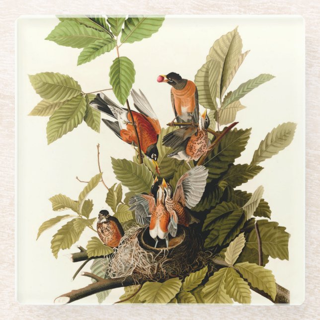 Audubon American Robin Wildlife Bird Illustration Glass Coaster (Front)
