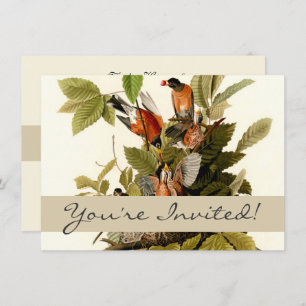 Audubon American Robin Wildlife Bird Illustration Invitation