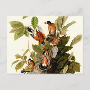 Audubon American Robin Wildlife Bird Illustration Postcard