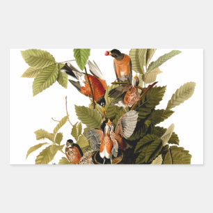 Audubon American Robin Wildlife Bird Illustration Rectangular Sticker