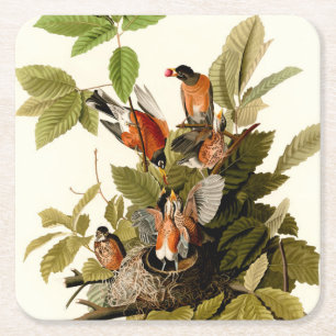 Audubon American Robin Wildlife Bird Illustration Square Paper Coaster