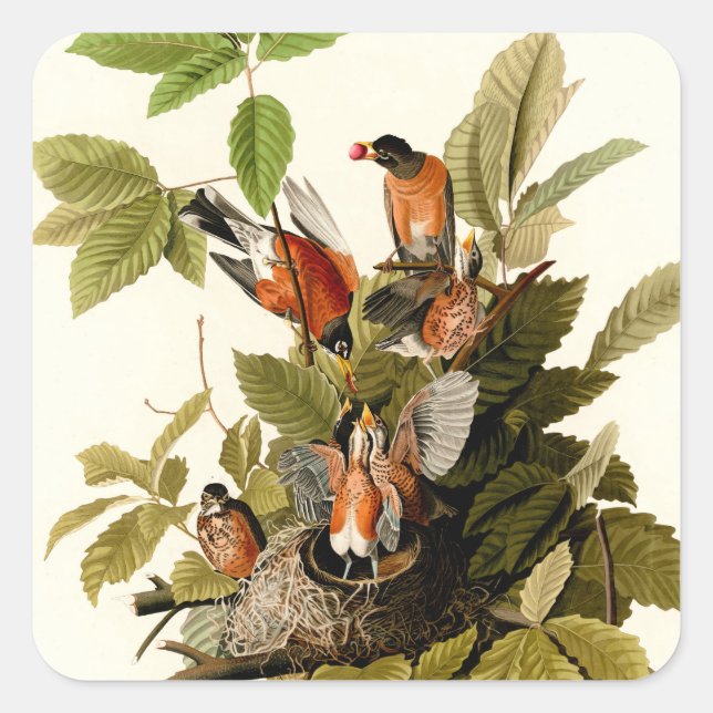 Audubon American Robin Wildlife Bird Illustration Square Sticker (Front)