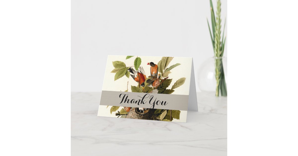 Audubon American Robin Wildlife Bird Illustration Thank You Card | Zazzle