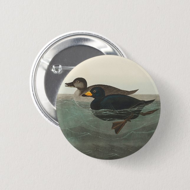 Audubon American Scoter Duck Classic 6 Cm Round Badge (Front & Back)