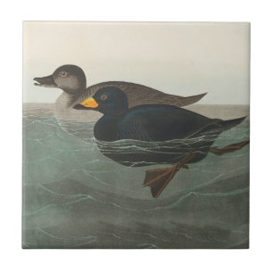 Audubon American Scoter Duck Classic Ceramic Tile