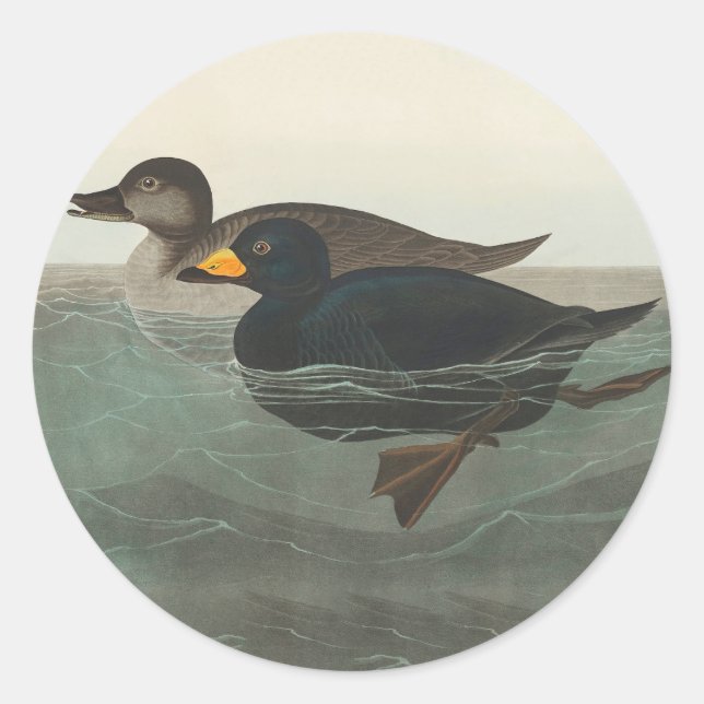 Audubon American Scoter Duck Classic Classic Round Sticker (Front)
