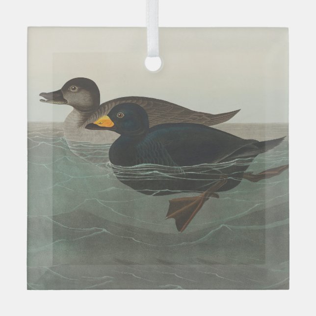 Audubon American Scoter Duck Classic Glass Tree Decoration (Front)