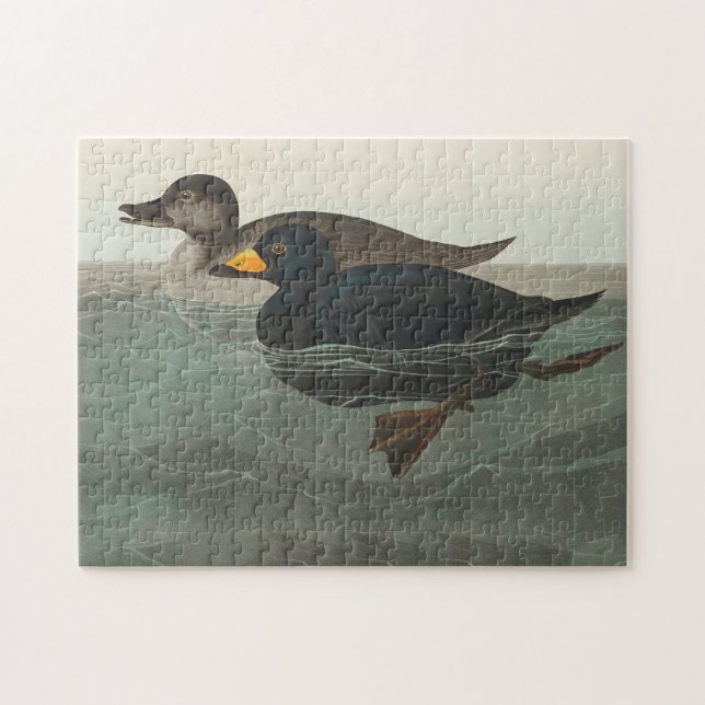 Audubon American Scoter Duck Classic Jigsaw Puzzle (Horizontal)
