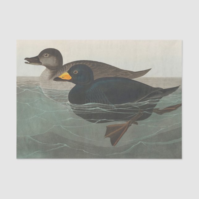 Audubon American Scoter Duck Classic Tissue Paper (Front)