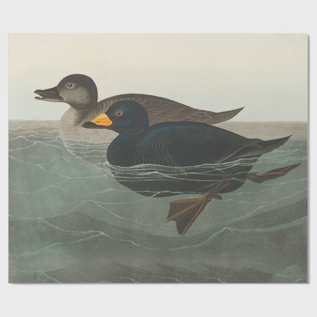 Audubon American Scoter Duck Classic Wrapping Paper (Flat)