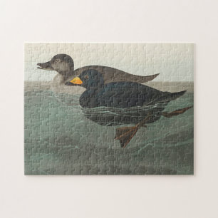 Audubon American Scoter Duck Jigsaw Puzzle