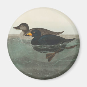 Audubon American Scoter Duck Magnet