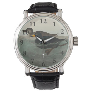 Audubon American Scoter Duck  Watch