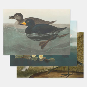 Audubon American Scoter Duck  Wrapping Paper Sheet