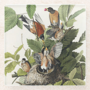 Audubon American Spring Robin Bird Illustration Glass Coaster