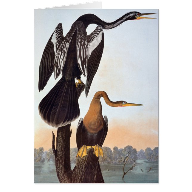 Audubon: Anhinga (Front)