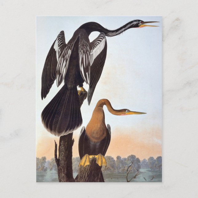 Audubon: Anhinga Postcard (Front)