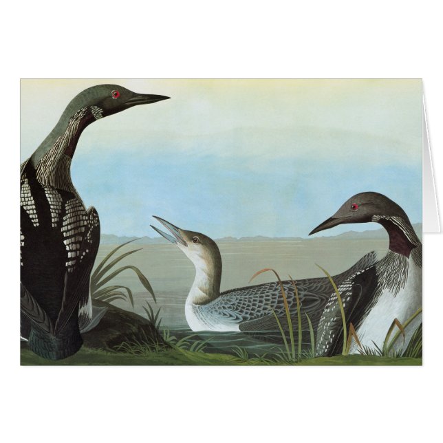 Audubon: Arctic Loon (Front Horizontal)