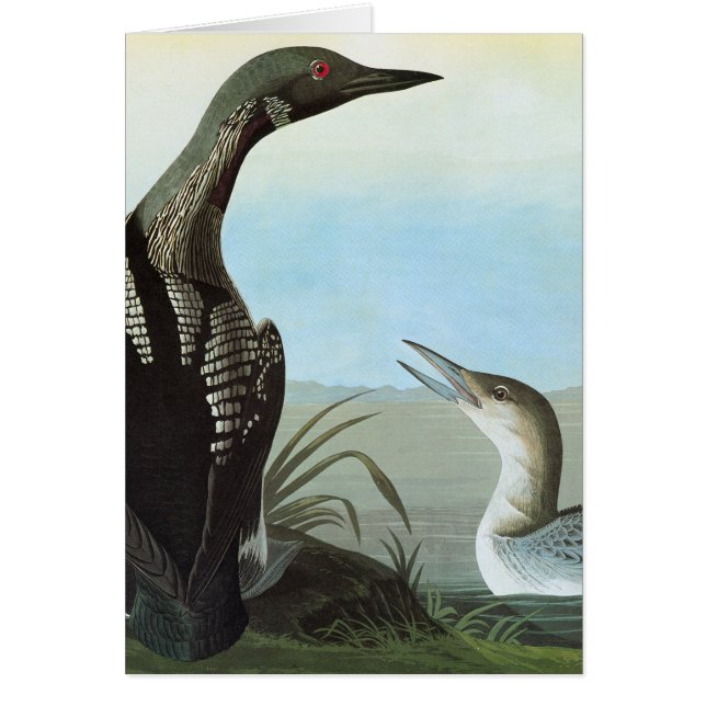 Audubon: Arctic Loon (Front)