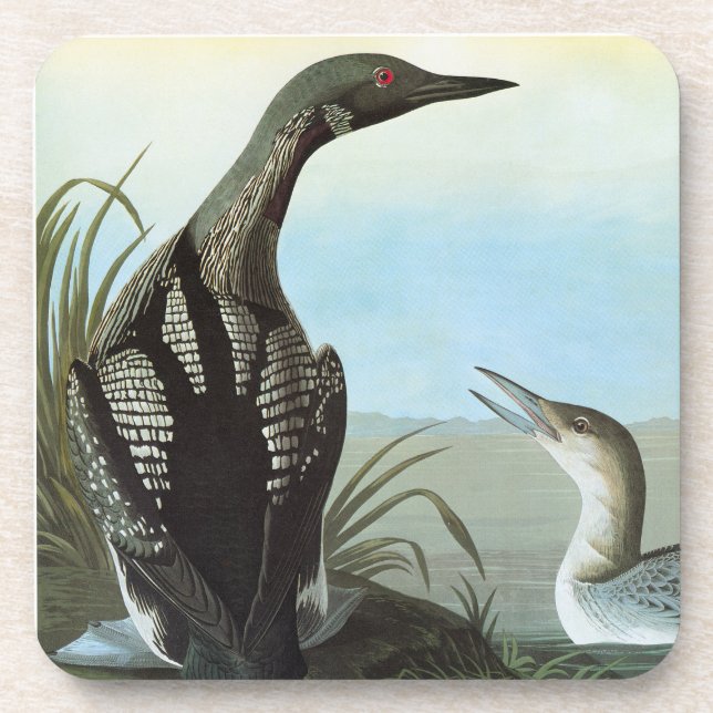 Audubon: Arctic Loon Coaster (Front)