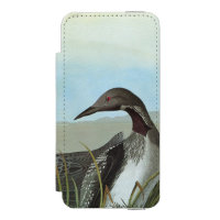 Audubon: Arctic Loon