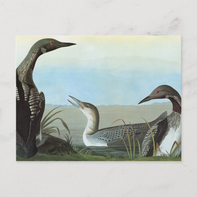 Audubon: Arctic Loon Postcard (Front)