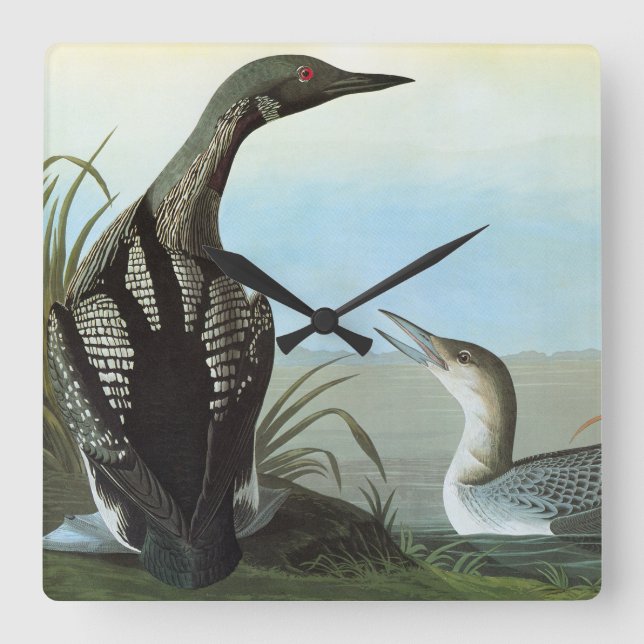 Audubon: Arctic Loon Square Wall Clock (Front)