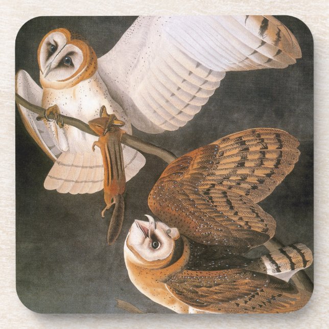 Audubon: Barn Owl Coaster (Front)