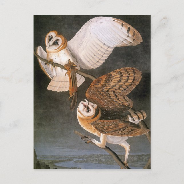 Audubon: Barn Owl Postcard (Front)