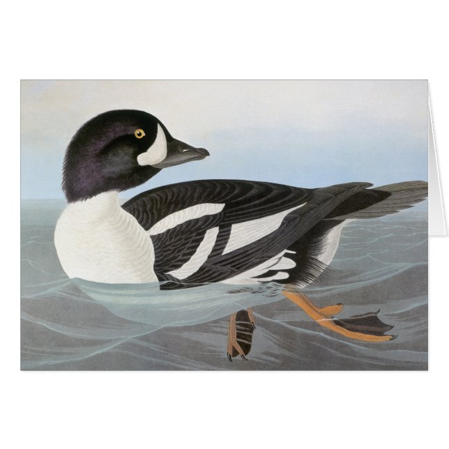 Audubon: Barrow's Goldeneye (Front Horizontal)