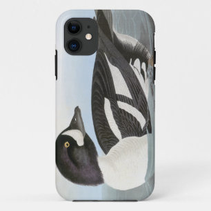 Audubon: Barrow's Goldeneye iPhone 11 Case