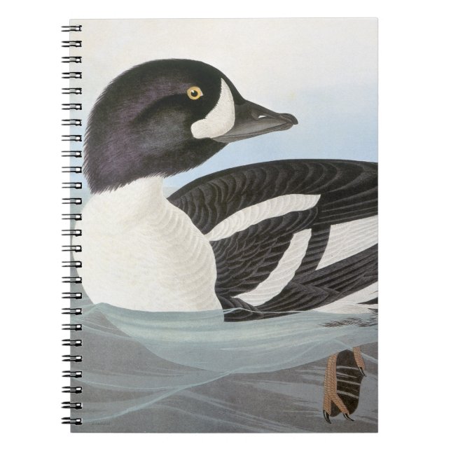Audubon: Barrow's Goldeneye Notebook (Front)