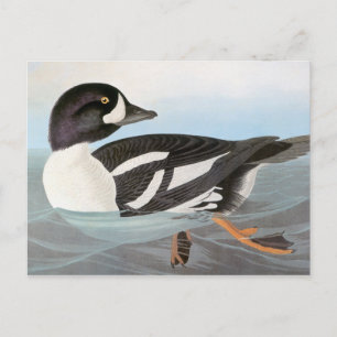 Audubon: Barrow's Goldeneye Postcard