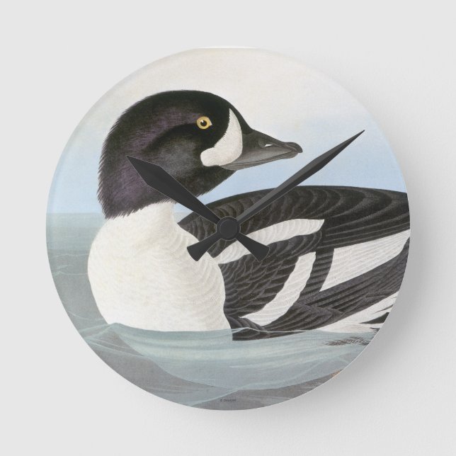 Audubon: Barrow's Goldeneye Round Clock (Front)