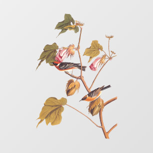 Audubon Bay-Breasted Warbler Bird on Cotton Plant